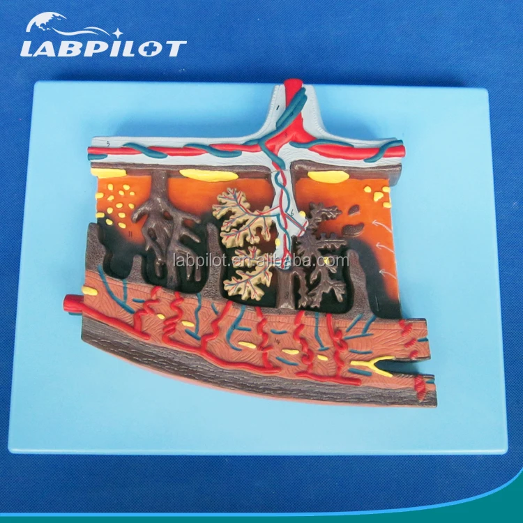 Medical Anatomy Teaching Model 3D Placenta Tissue and Umbilical Cord