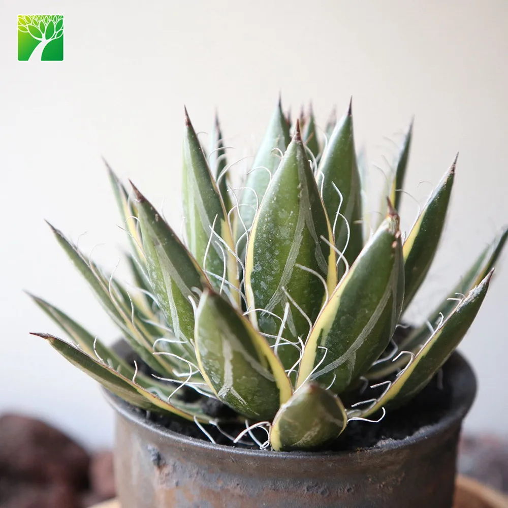 Горячая Распродажа, натуральные Свадебные суккуленты, Агава филифера