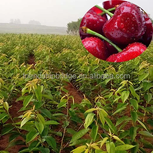 
 Гибридный фруктовый гибрид, лучший культиватор, Вишневое фруктовое дерево  