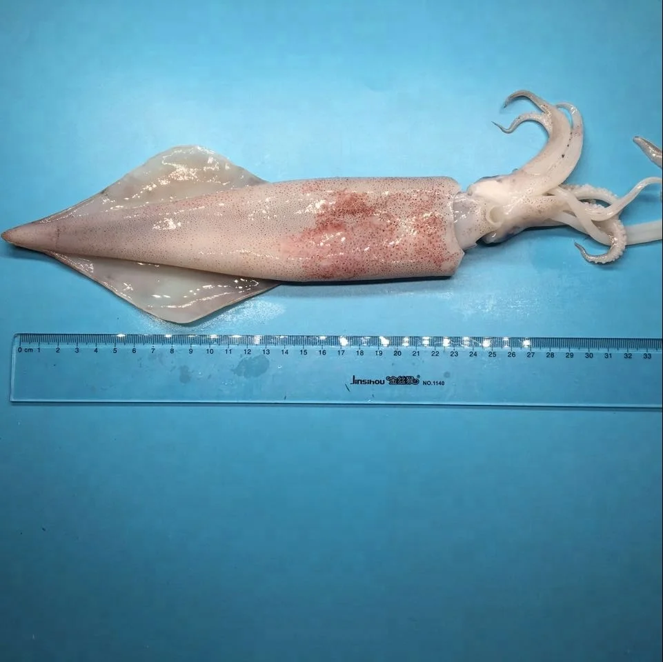 Новое поступление, цельная круглая замороженная логомерная кальмара, цена