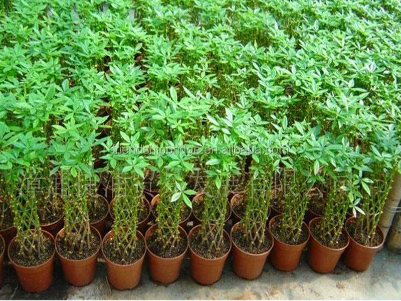 Pachira Aquatica, Live Money Tree Indoor Plant