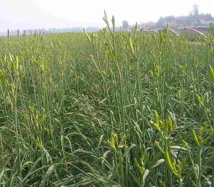 High Germination Rate Hemerocallis citrina Baroni Seeds, Day lily Seeds for growing