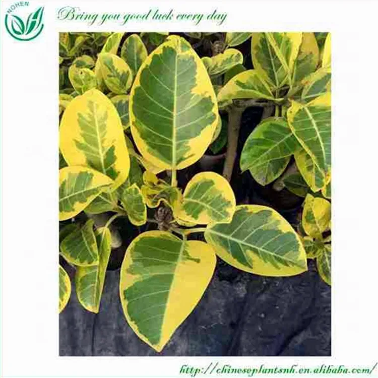 
FICUS BONSAI FICUS BANGHALENSIS 