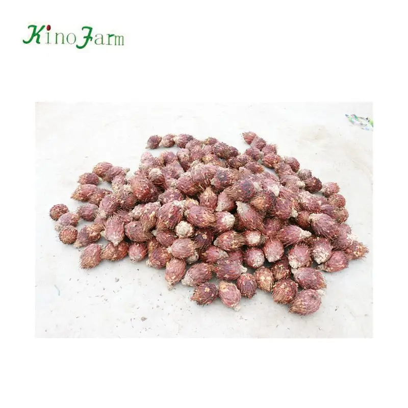 
zhangzhou kinofarm sago palm seeds 