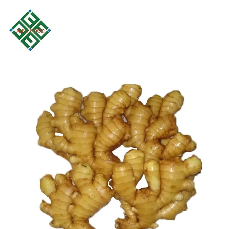 fat chinese mature organic ginger planter