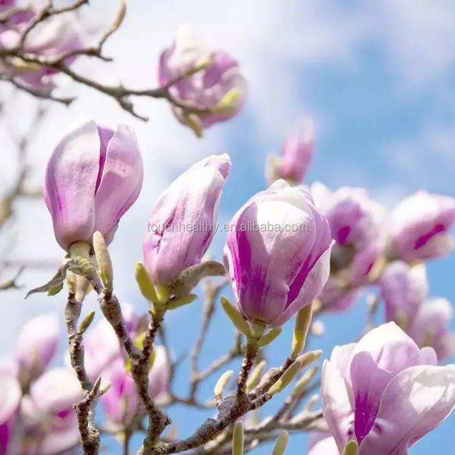 Лидер продаж 2021, семена магнолии градиофлоры, южные семена магнолии