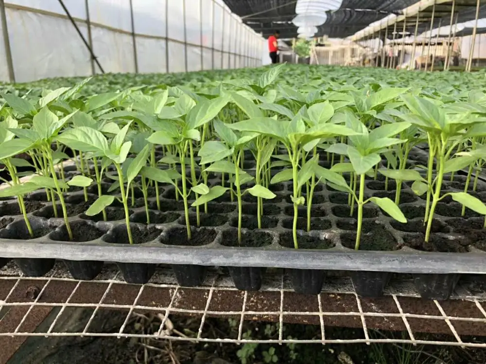 
Asian high yield vegetable plant red dry pepper chilli seeds 100g/bag 