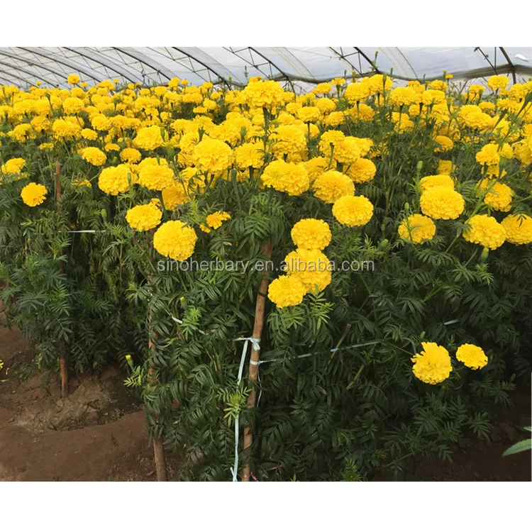 2021 семян хризантемы высокой чистоты, гибридные семена календулы