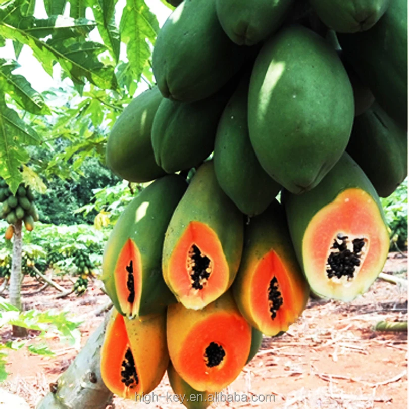 
S615 Mu gua zhong zi Hot Sale 100% Natural Papaya Red Lady Seeds 