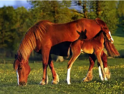 Wholesale of 3D Lenticular Pictures of Horse 5D Lenticular Printing of Animal for House Decor