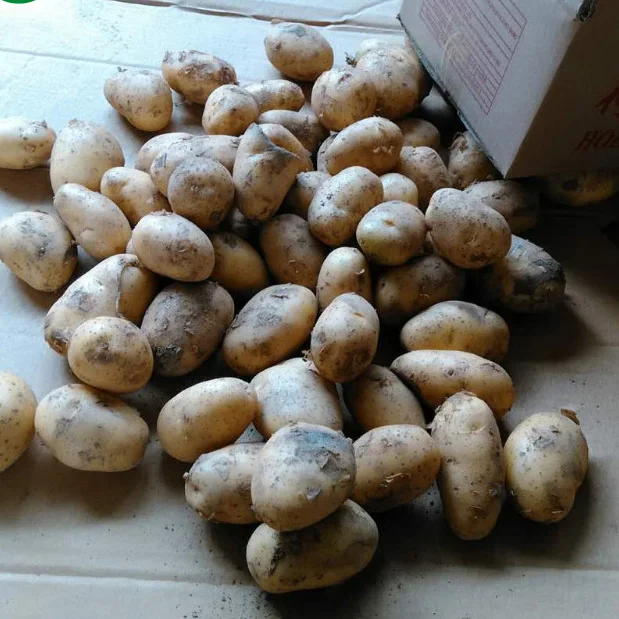100-250g carton/net bag fresh potatoes looking for global potato buyers