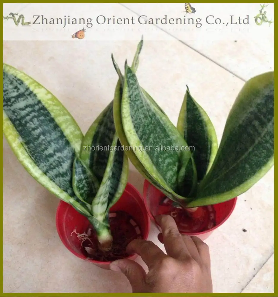  Sansevieria Trifasciata Golden