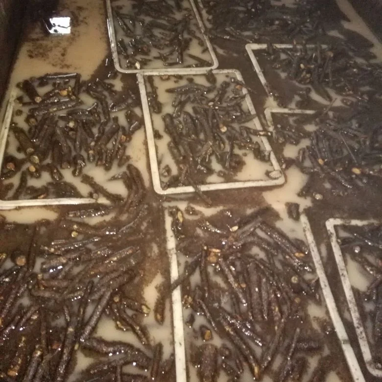 
new fresh super resistant fast grow paulownia cut hybrid root for growing 