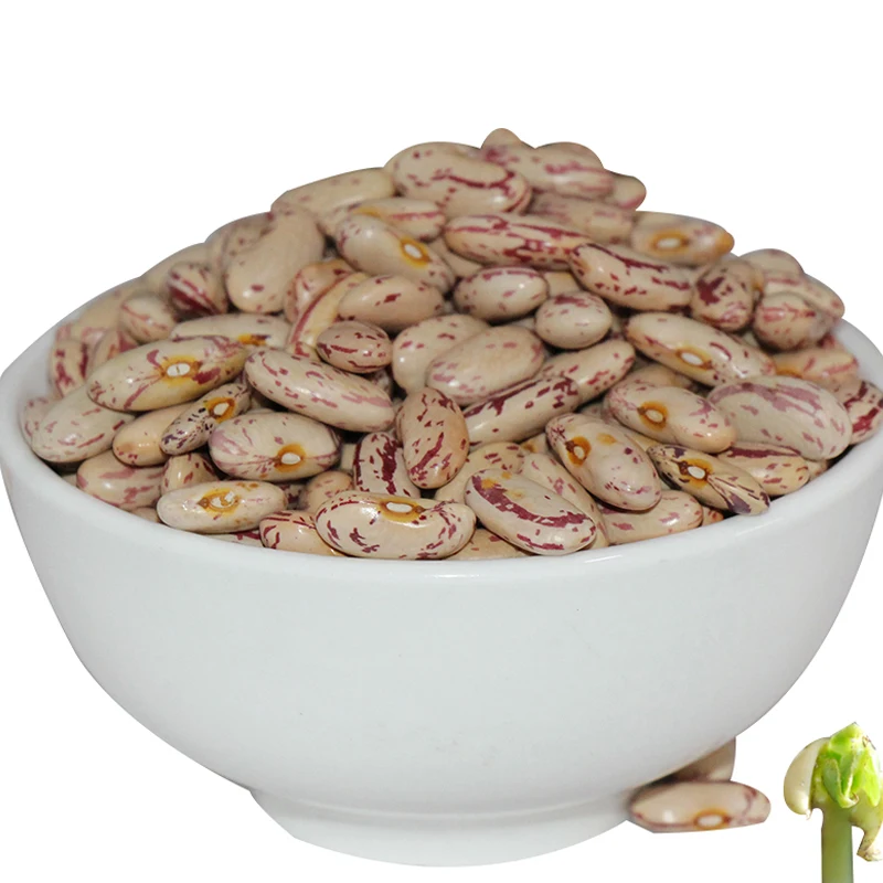 New crop sugar beans LSKB light speckled kidney bean