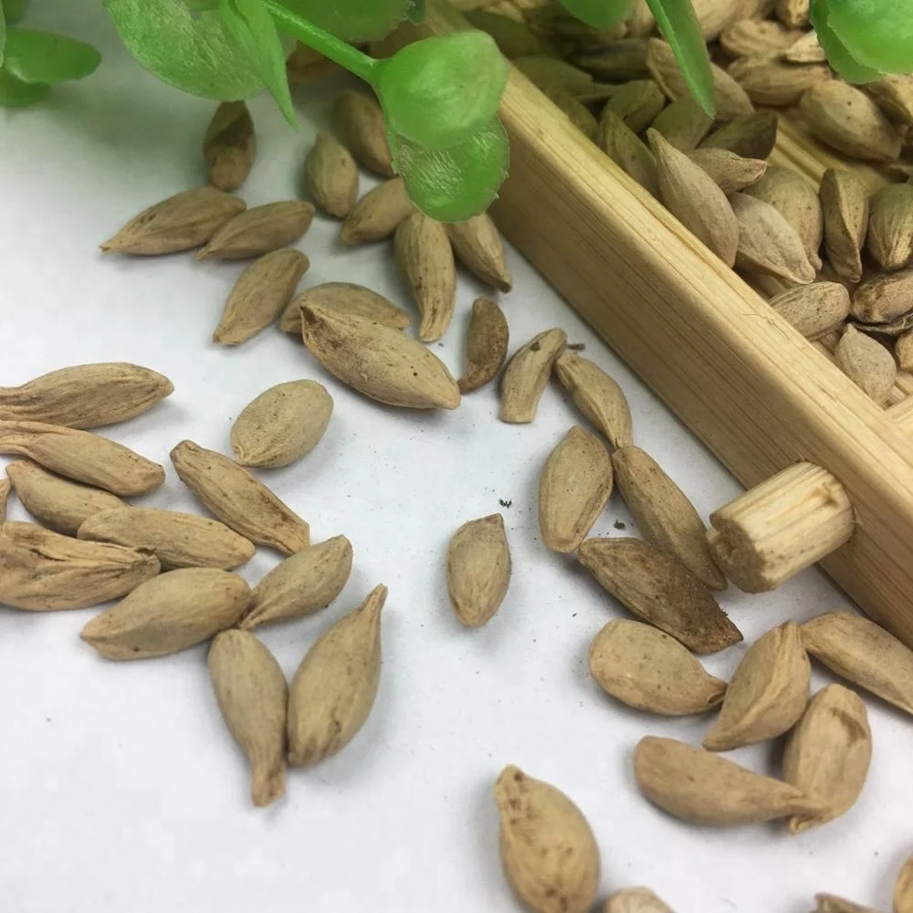 
Tropical Fruit Seeds Citrus Lime / China Limon Tree Seeds 