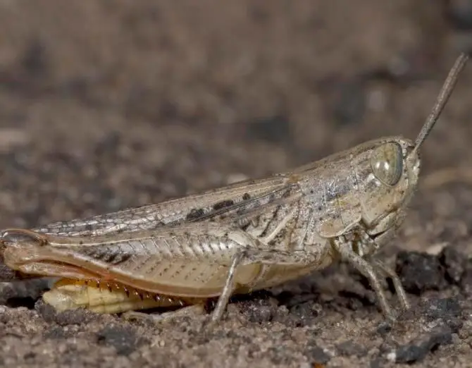 Pure Locusta migratoria insects protein powder for food