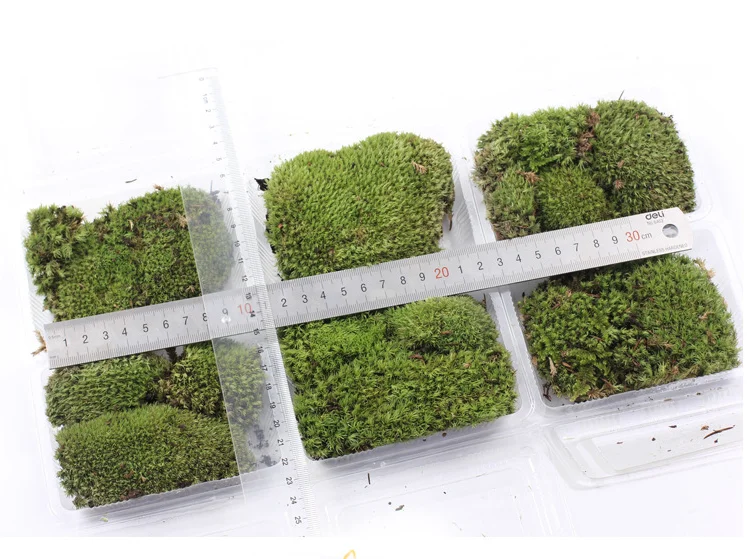Micro-landscape fresh moss ecological bottle accessories material
