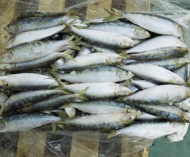 W/R Best Fresh Frozen Canned Sardine 80-120g price per kg