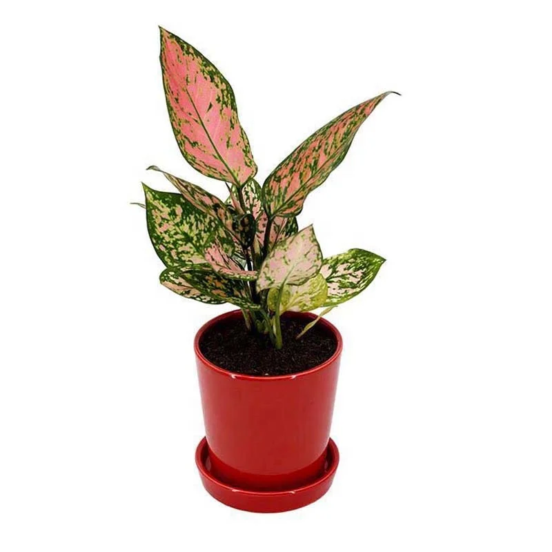 Xiamen Better-way 4.25inch  mini white glazed ceramic flower planter pots with attached saucer