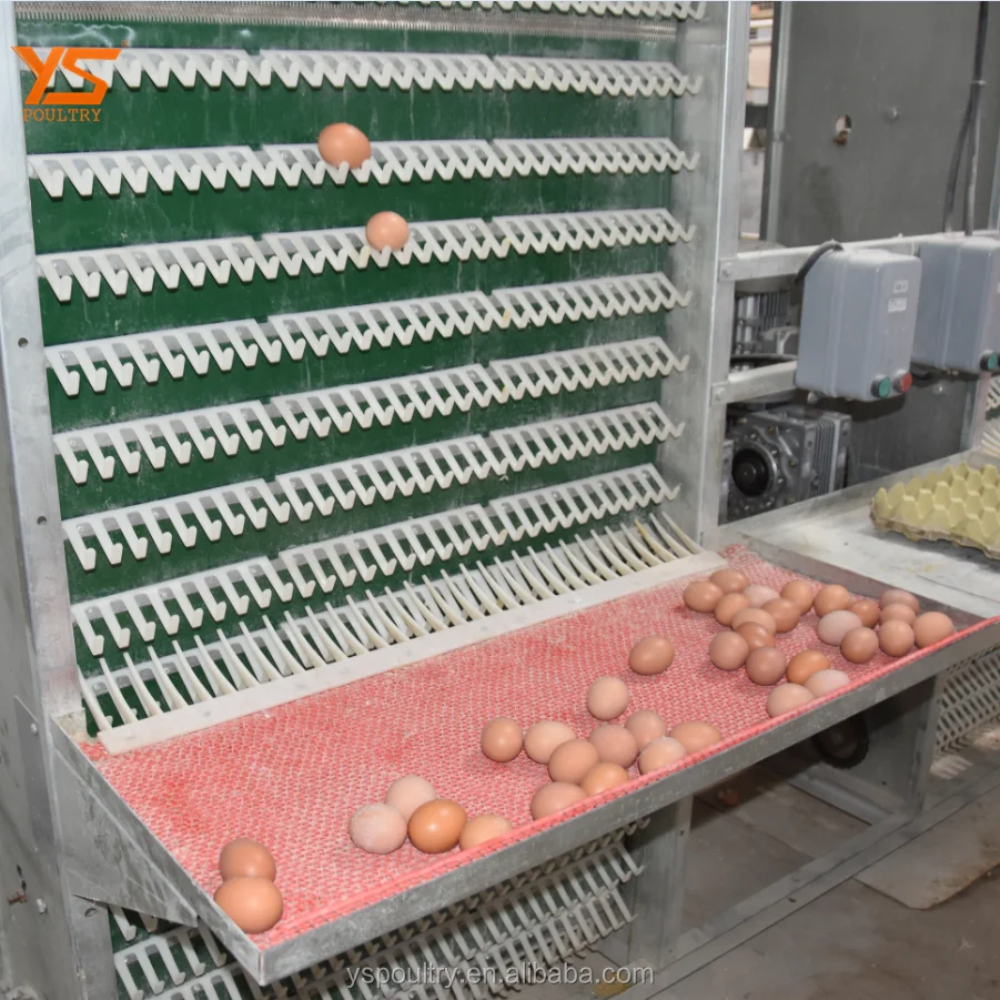
Layer Chicken Automatic Egg Collect Machine for Poultry Farm Equipment 