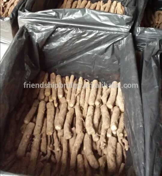 Paulownia roots 9501 Paulownia elongata Shantong Paulownia for Wholesale
