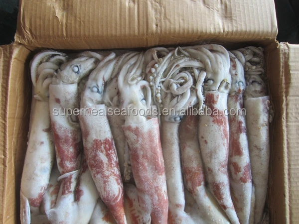 Frozen Squid Food /Japanese Flying Squid