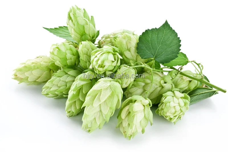 New batch Hops extract, Hops Flower Extract with Humulone powder
