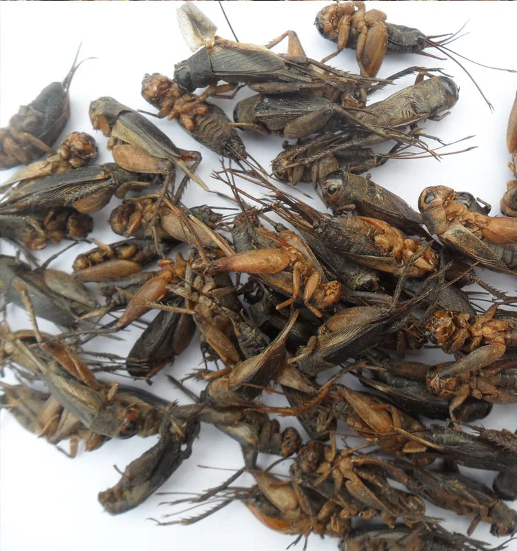 
Eco-friendly Birds Food Supplies Dried Crickets Insect for Birds Feed 