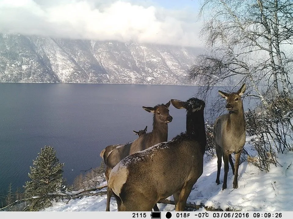 Cellular Camera Trap 940nm Led Hunting Camera 4g Game Hunting Trail Cam