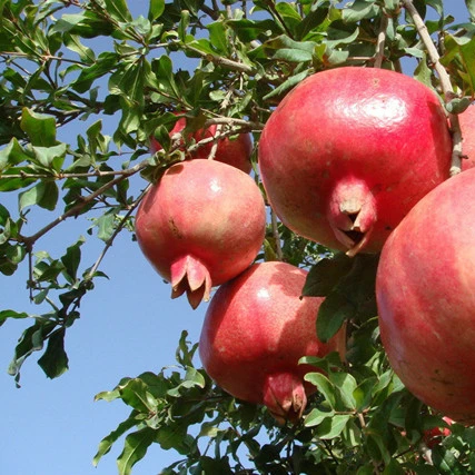
Fruit Seedlings for Sale Pomegrabate Tree 