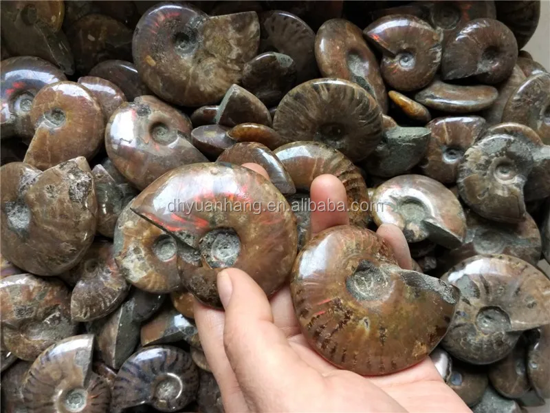 Gleamy Natural Ammonite Fossil, Rainbow Polished Jade Pattern Ammonite Fossil Madagascar