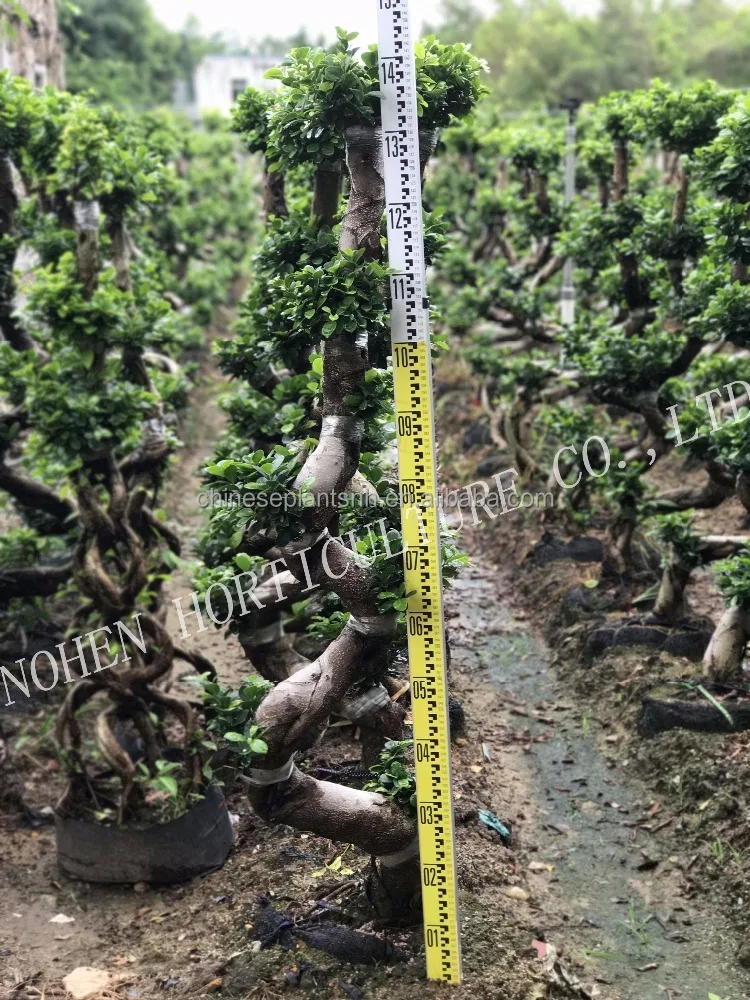  Фикус микро карпа в форме S фикус бонсай декоративные растения для сада