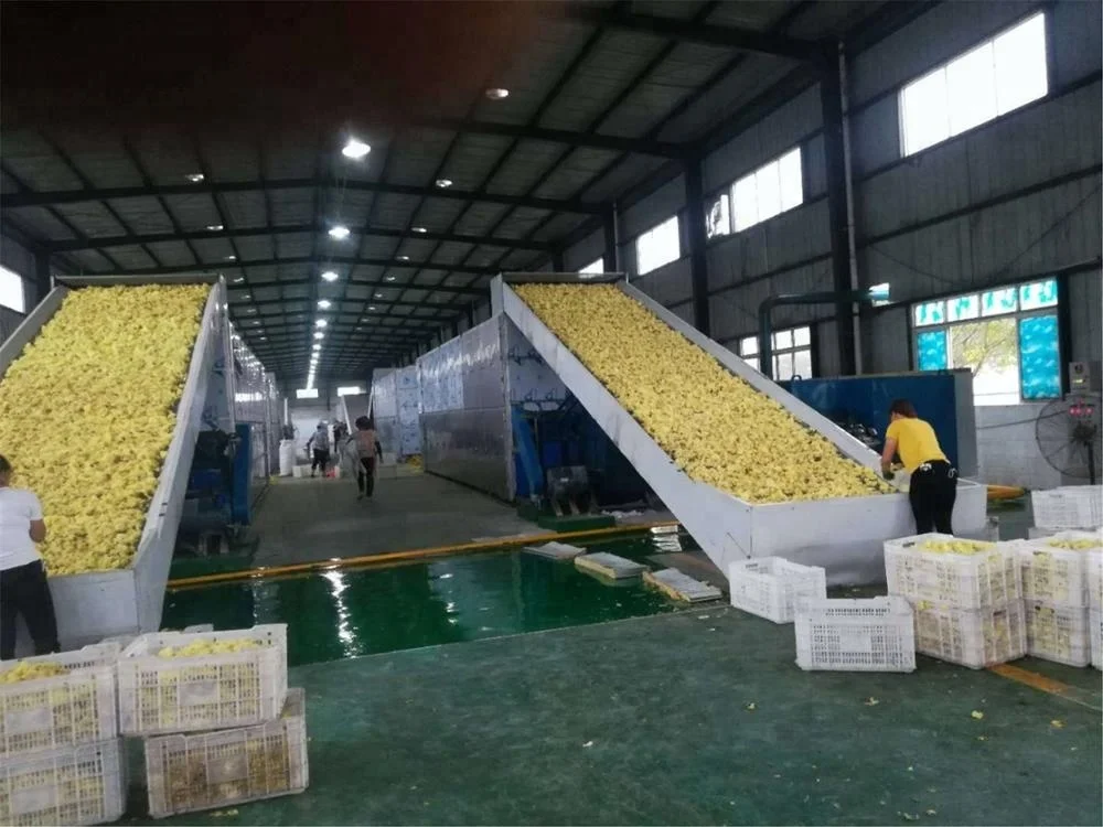 Used for extracting CBD industry hemp dryer ready to ship