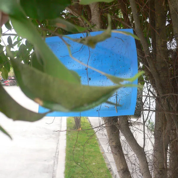 PP blue sticky traps,  pest glue cards, natural pest control way to kill thrips