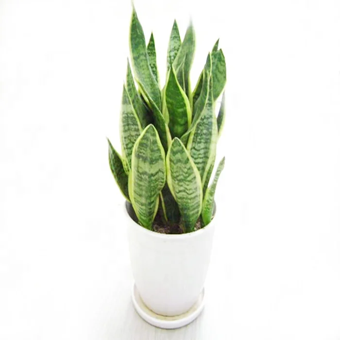 
Houseplants all types of sansevieria plants / sansevieria trifasciata 