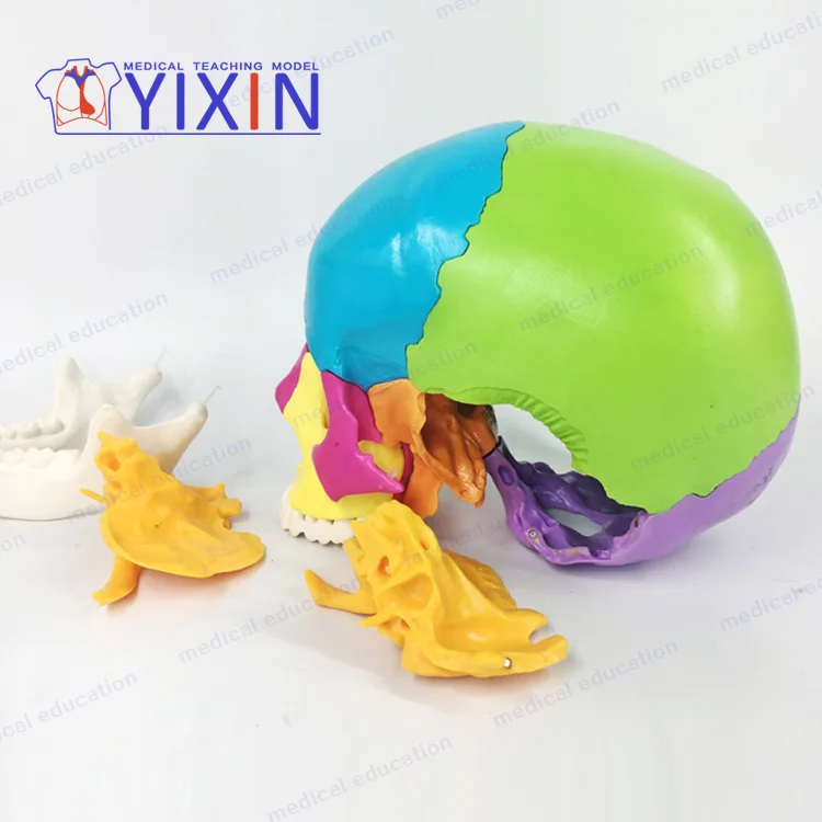 
Skull colorseparation model skull anatomical model detachable 22 part skull mold 