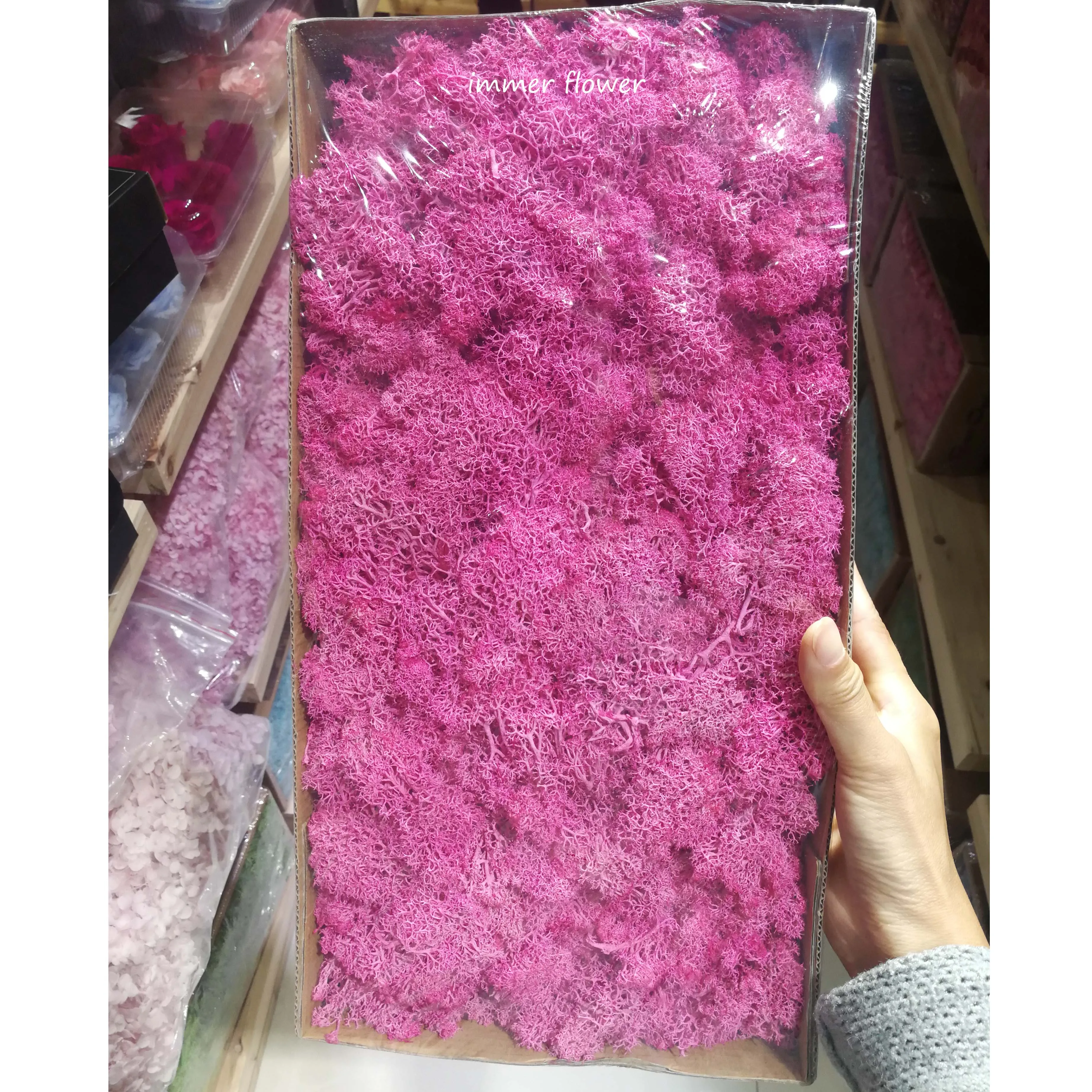 New style dried moss use for make moss green wall wholesale from Kunming
