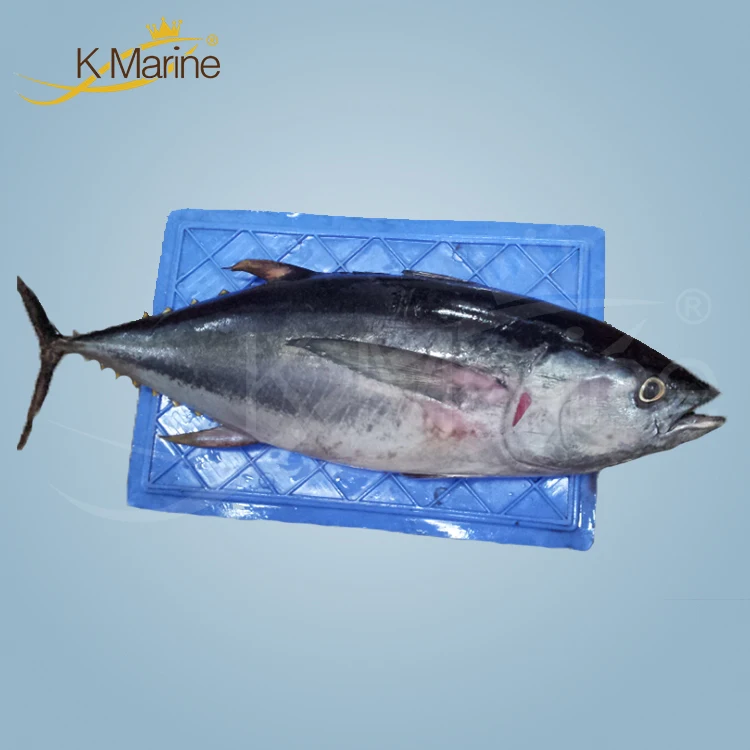 Low Yellowfin Tuna Price in China