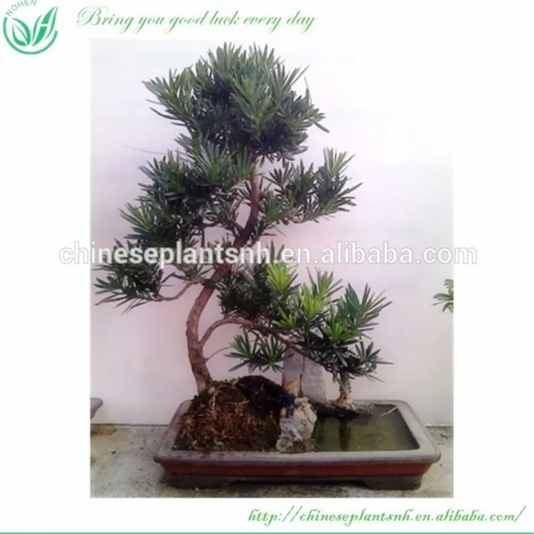 
Оптовая продажа, для использования на улице или в помещении, для декоративного или паркового ландшафта, вечнозеленый фикус, microcarpa, бонсай 