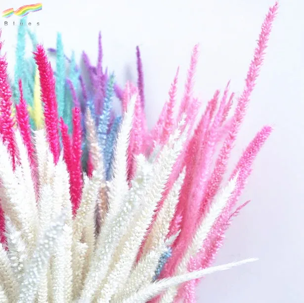 Hot sale fresh dried decorative pampas grass spindly plants color