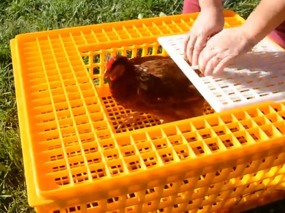 Best selling plastic Poultry Carrier Crate 8-10 Chickens for transportation