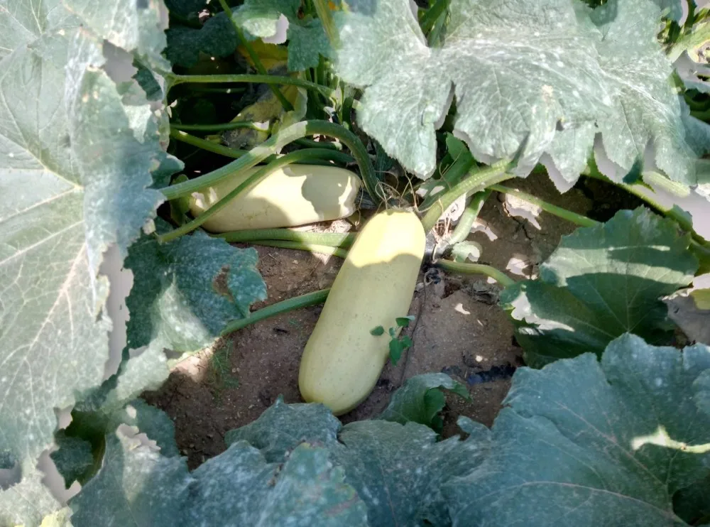 For Europe market Chinese white pumpkin seeds