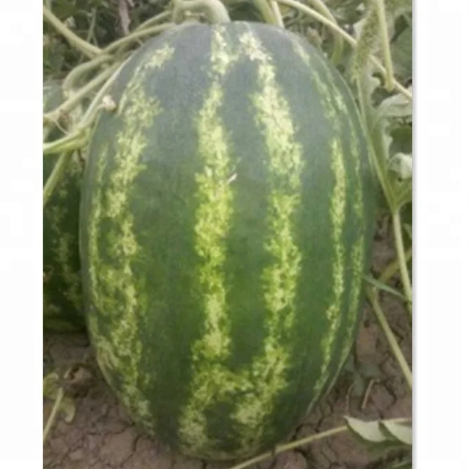 
RF Tough rind oval shape hybrid f1 watermelon seeds 