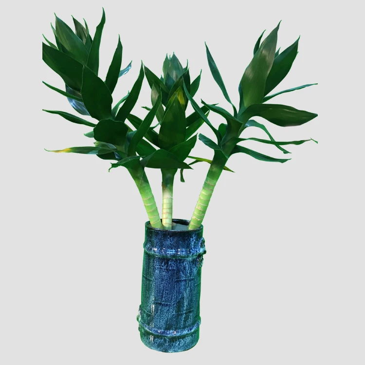 
A graded natural plants aquatic lotus lucky bamboo 