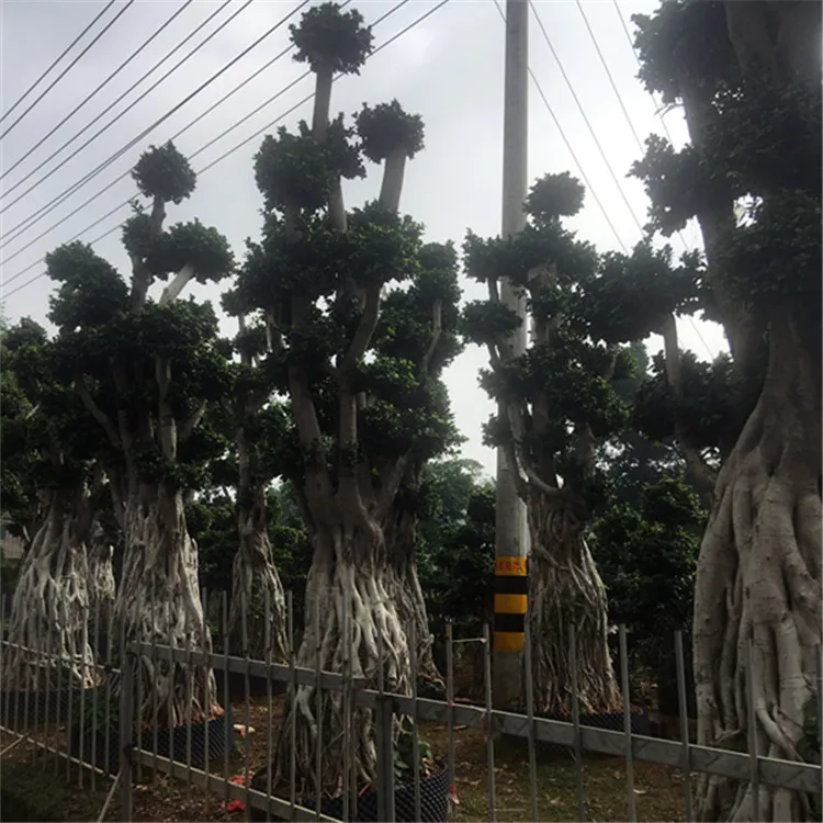 Фикус бонсай Миниатюрный Сад