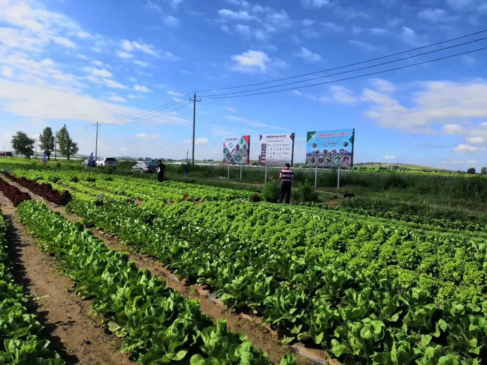 
Suntoday Hydroponics vegetable salad green romaine lettuce seeds 1kg/bag 