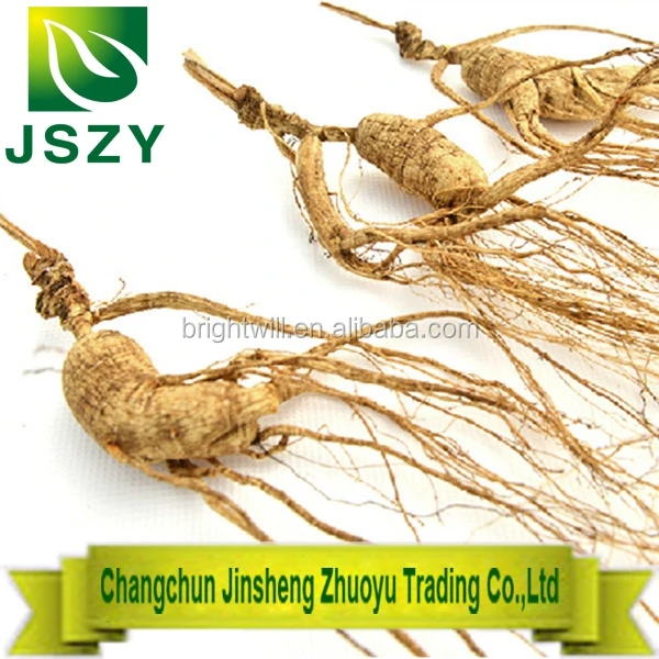 
China northeast Jilin natural wild panax gensing 