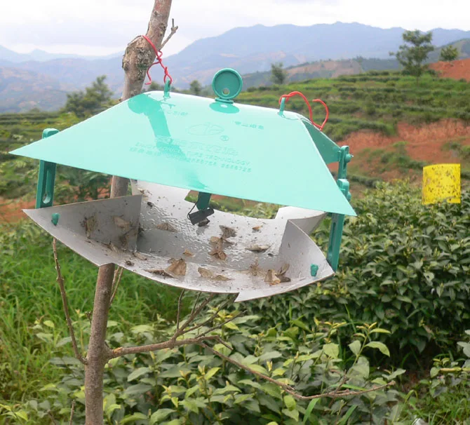 High efficient Euproctis pseudoconspersa insect pheromone lure to catch tea tussock moth