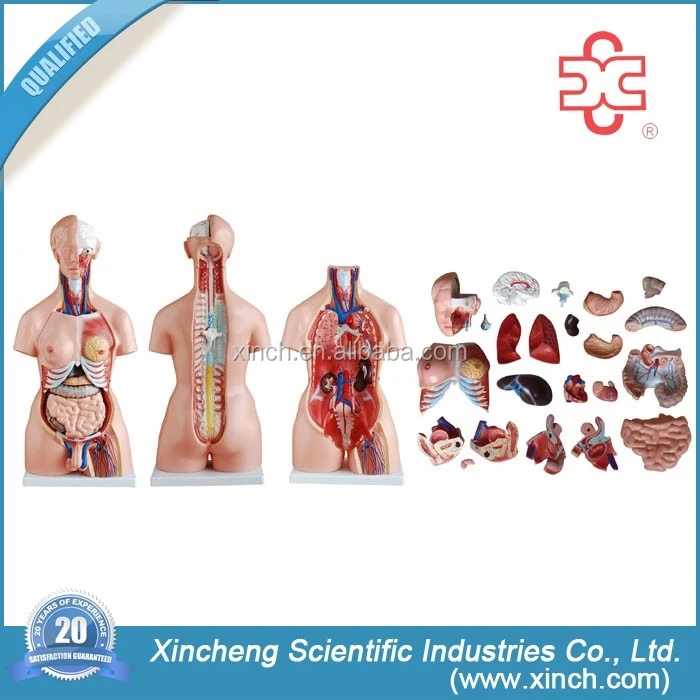 85CM Unisex Human Anatomical Torso Model With 23 Parts (XC-204)