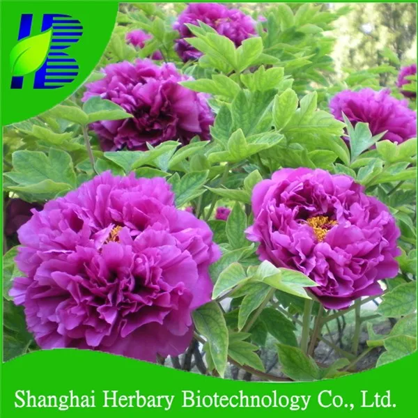 Новое поступление 2021, свежие семена цветов, свежие семена пиона